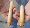 2 pc lot of 4-1/2 to 5-1/2-inch Hippo Tusk, hippo Ivory, .35 pounds and 80% solid  (You are buying the 2 hippo tusk pictured) for $60.00 (CITES #300162) 