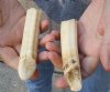 2 pc lot of 5-inch Hippo Tusk, hippo Ivory, .45 pounds and 80% solid  (You are buying the 2 hippo tusk pictured) for $75.00 (CITES #300162) 