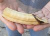 6-inch Straight Hippo Tusk, hippo Ivory, .25 pound and 80% solid.  (You are buying the hippo tusk pictured) for $40.00 (CITES #300162) 
