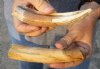 2 pc lot of 6-inch Hippo Tusk, hippo Ivory, .45 pounds and 30% solid  (You are buying the 2 hippo tusk pictured) for $65.00 (CITES #300162) 