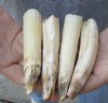 4 pc lot of 5-inch Hippo Tusks, hippo Ivory, .65 pound.  (You are buying the 4 hippo tusk pictured) for $105.00 (CITES #300162) 