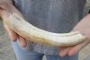 8-inch Curved Hippo Tusk, hippo Ivory, .65 pound and 30% solid.  (You are buying the hippo tusk pictured) for $95.00 (CITES #300162) 