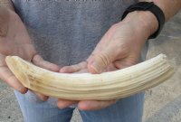 8-inch Curved Hippo Tusk, hippo Ivory, .65 pound and 30% solid - $81.00 (CITES #300162) 