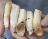 5 pc lot of 3 to 4-inch Hippo Tusks, hippo Ivory, .50 pound.  (You are buying the 5 hippo tusk pictured) for $80.00 (CITES #300162) 