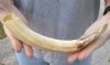 10-inch Curved Hippo Tusk, hippo Ivory, .60 pound and 60% solid.  (You are buying the hippo tusk pictured) for $85.00 (CITES #300162) 