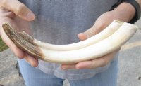 10-inch Curved Hippo Tusk, hippo Ivory, .60 pound and 60% solid - $75.00 (CITES #300162) 