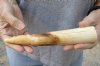 8-inch Straight Hippo Tusk, hippo Ivory, .60 pound and 60% solid.  (You are buying the hippo tusk pictured) for $100.00 (CITES #300162) (crack)