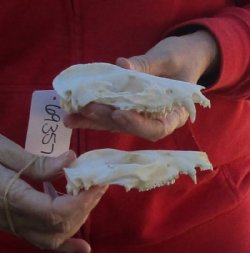 2 Piece Lot of Opossum TOP Skulls ONLY  4-1/2 inches long and 2-1/2 inches wide for $50.00