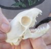 South African grey mongoose skull 2-1/2 inches long - Skull has a missing canine tooth - (galerella pulverulenta) - You are buying the skull pictured for $40