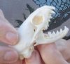 South African grey mongoose skull 2-1/2 inches long (galerella pulverulenta) - You are buying the skull pictured for $45
