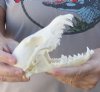 5-3/4 inch African black backed jackal skull (canis mesomelas) - you are buying the jackal skull pictured for $60