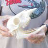 Female Grey Duiker Skull and mandible  - measuring 7 inches - you are buying the Grey Duiker skull pictured for $65.00 