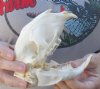 B grade African Porcupine Skull (Hystrix africaeaustrailis) measuring 5-1/2 inches long by 3 inches wide (Damage to teeth) - You are buying the one pictured for $50