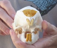 B Grade African Porcupine Skull (Hystrix africaeaustrailis) measuring 5 inches long by 2-3/4 inches wide for $35