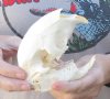  B Grade African Porcupine Skull (Hystrix africaeaustrailis) measuring 5 inches long by 2-3/4 inches wide  - You are buying the one pictured for $50.