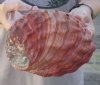 Natural Red Abalone Shell for Shell decor 7 inches wide, commercial grade  - You are buying the shell pictured for $20
