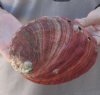 Natural Red Abalone Shell for Shell decor 7 inches wide, commercial grade - This shell has worm holes - You are buying the shell pictured for $20