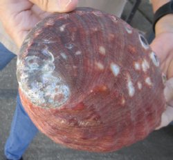 Natural Red Abalone Shell for Shell decor 7 inches wide, commercial grade for $20