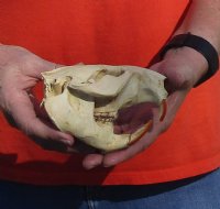 B-Grade Discounted/damaged North American Beaver Skull (castor) measuring 5 inches for $23 