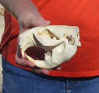 B-Grade Discounted/damaged North American Beaver Skull (castor) measuring 5 inches for $23 