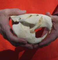 B-Grade Discounted/damaged North American Beaver Skull (castor) measuring 5-1/4 inches for $23 