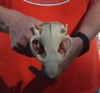 B-Grade Discounted/damaged North American Beaver Skull (castor) measuring 5-1/4 inches for $23 