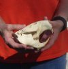 B-Grade Discounted/damaged North American Beaver Skull (castor) measuring 5-1/4 inches - You are buying the skull shown for $23 (jaws glued shut)