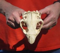B-Grade Discounted/damaged North American Beaver Skull (castor) measuring 5-1/4 inches for $23