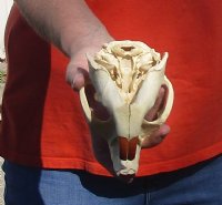 B-Grade Discounted/damaged North American Beaver Skull (castor) measuring 5-1/4 inches for $23