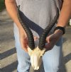 C-Grade Male springbok skull  and horns for sale - Horns measure approximately 9 inches, and Skull measures approximately 6 inches. <font color=red>This skull has damage</font> - Review all photos carefully, you are buying the one shown for $45.00 