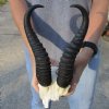 11 inch Male Springbok Horns on Springbok Skull Plate - You are buying the horns and skull plate shown for $30