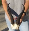 9 inch Male Springbok Horns on Springbok Skull Plate - You are buying the horns and skull plate shown for $25