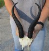 10 inch Male Springbok Horns on Springbok Skull Plate - You are buying the horns and skull plate shown for $30