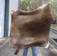 Craft Grade 45 inch by 45 inch Tanned Reindeer hide imported from Finland. You will receive the skin pictured for $75.00
