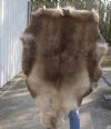 Grade B Reindeer pelt/hide/skin without legs, 47 inches long by 31 inches wide - You will receive the one pictured for $95