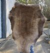 Grade B Reindeer pelt/hide/skin without legs, 49 inches long by 31 inches wide - You will receive the one pictured for $95