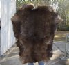 Grade B Reindeer pelt/hide/skin without legs, 43 inches long by 31 inches wide - You will receive the one pictured for $95
