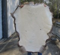 Grade B Reindeer pelt/hide/skin without legs, 43 inches long by 31 inches wide for $95