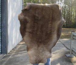 Grade B Reindeer pelt/hide/skin without legs, 47 inches long by 33 inches wide for $95