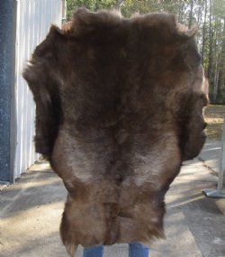 Grade B Reindeer pelt/hide/skin without legs, 49 inches long by 33 inches wide for $95