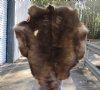 Grade B Reindeer pelt/hide/skin without legs, 45 inches long by 37 inches wide - You will receive the one pictured for $95