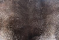 Grade A Reindeer pelt/hide/skin without legs, 42 inches long by 32 inches wide - $100