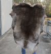 Grade A Reindeer pelt/hide/skin without legs, 46 inches long by 32 inches wide - You will receive the one pictured for $110
