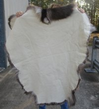 Grade A Reindeer pelt/hide/skin without legs, 43 inches long by 31 inches wide - $100