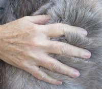 Grade A Reindeer pelt/hide/skin without legs, 43 inches long by 31 inches wide - $100