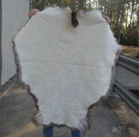 Grade A Reindeer pelt/hide/skin without legs, 43 inches long by 33 inches wide for $100