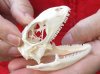 A-Grade Green Iguana skull, American iguana skull for sale, 2-1/2 inches long  - review all photos. You are buying the skull pictured for $49 (beetle cleaned and whitened)