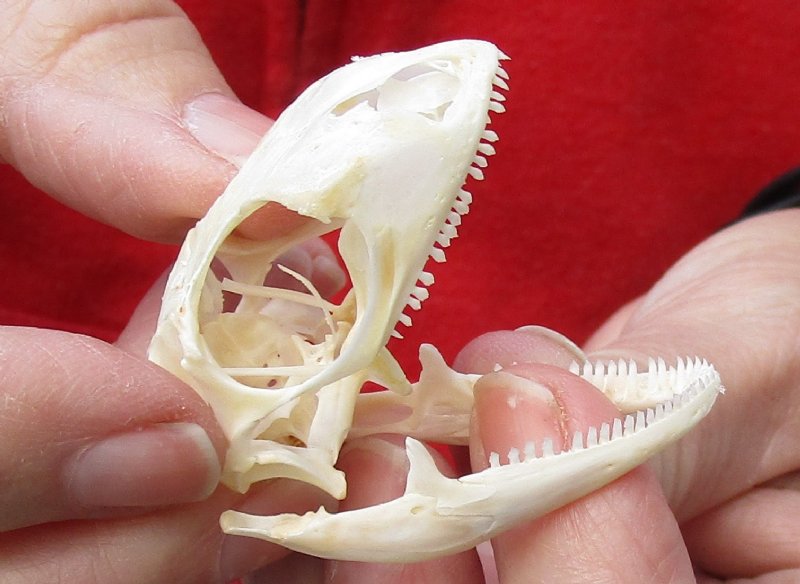 Green Iguana skull, American iguana skull for sale