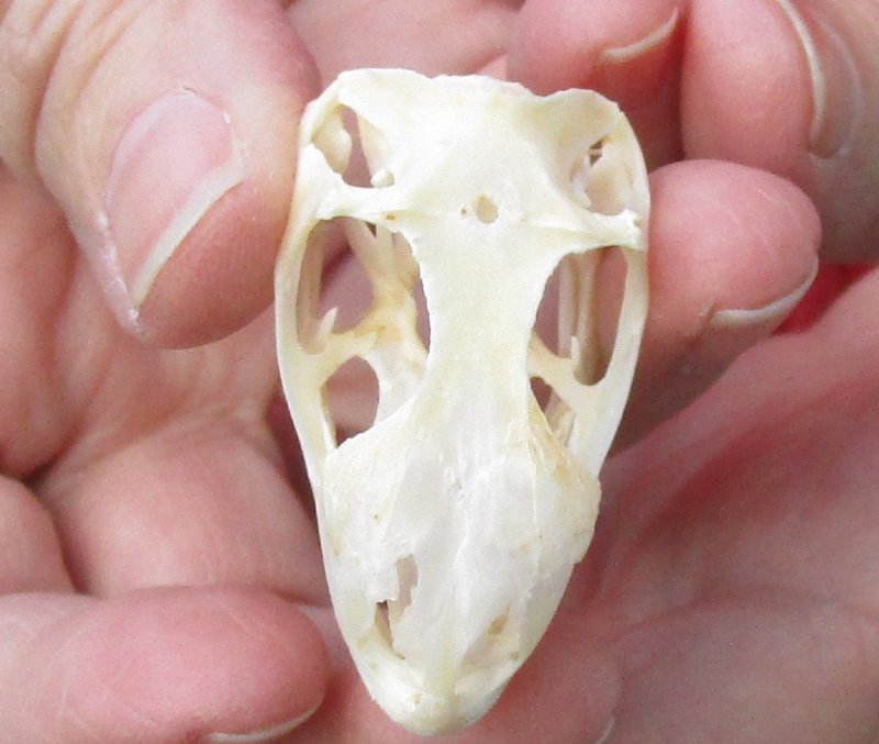 Green Iguana skull, American iguana skull for sale