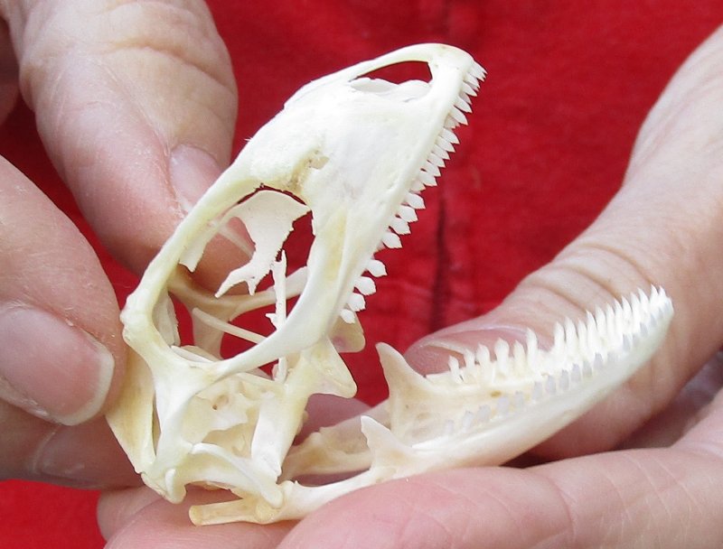 Green Iguana skull, American iguana skull for sale